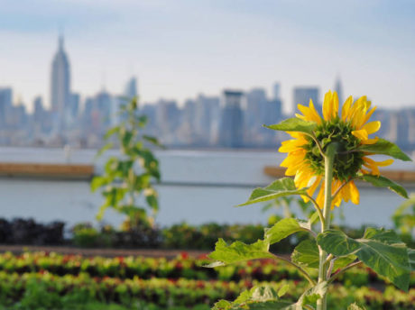 Embracing Urban Green Space in New York City